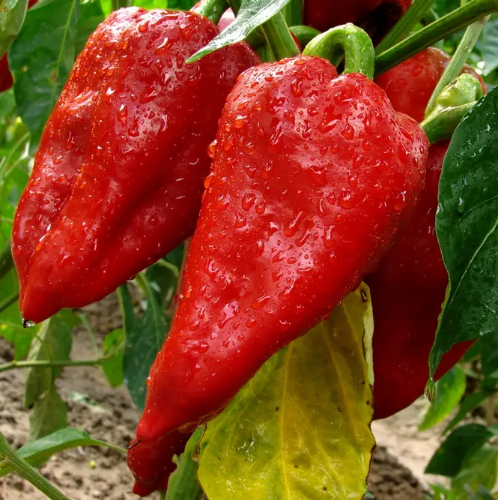 Перець Подарунок Молдови 0,5гр Смачний Житомир - фото 1