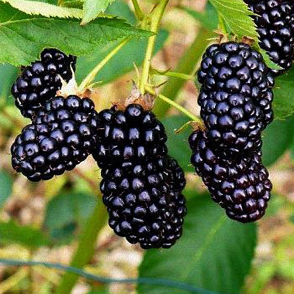 Саджанці ожини Небо може зачекати (черенкований) - 1-річний Чернівці - фото 3