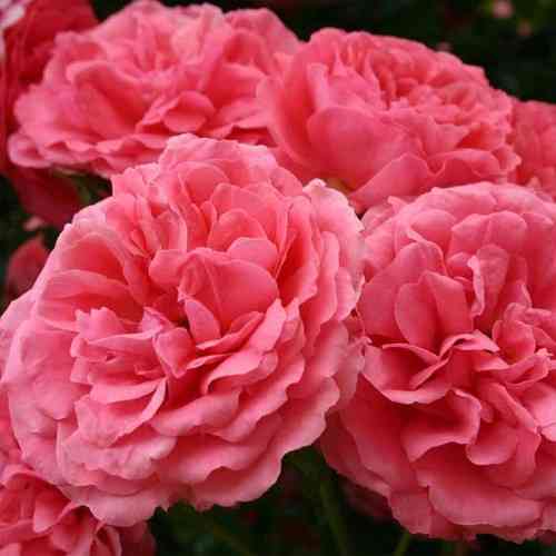 Саженцы почвопокровных роз Розариум Ютерзен (привитый) Черновцы