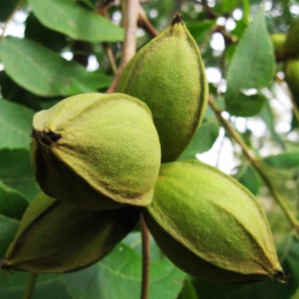 Саджанці пекана Kanza (Канза) - 4-річний Чернівці - фото 2