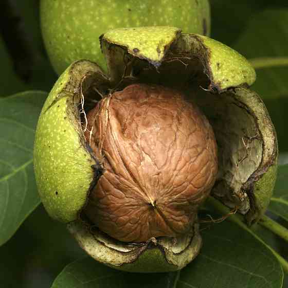 Саджанці грецького горіха Регіа (привитий) Чернівці