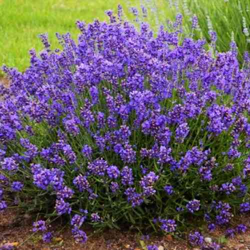 Саджанці лаванди Ерлі (черенкований) - 2-річний Чернівці