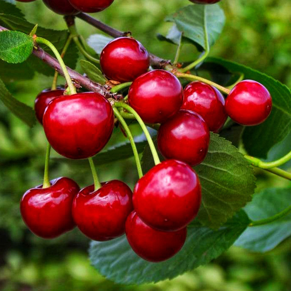 Саджанці вишні Ксенія (привитий) - 1-річний Чернівці - фото 1