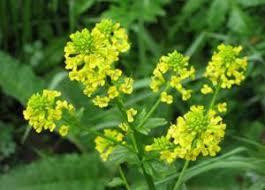 Сурепка обыкновенная (Суріпиця звичайна) 100г master sem Киев - изображение 1