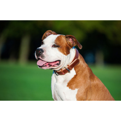 Ошейник для животных WAUDOG Soft с QR паспортом M Ш 25 мм Д 38-49 см коричневый (7203) Винница - изображение 9