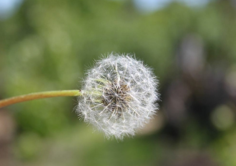 Фотоаппарат Зеркальный цифровой: Canon 500D+16Gb. SD. Харьков - изображение 6