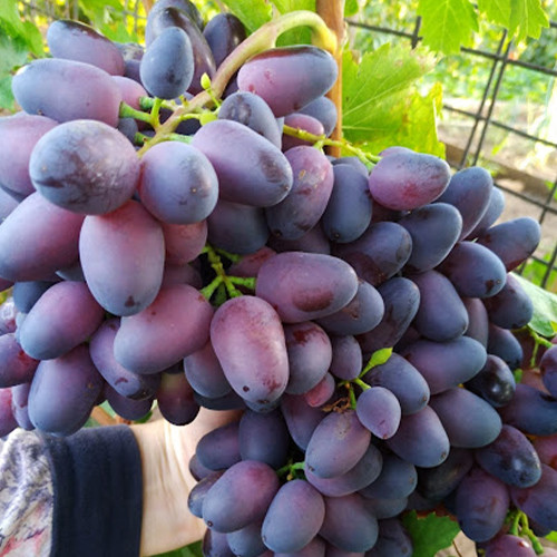 Cаджанці винограду Дамаська Красуня (черенкований) - 1-річний Чернівці - фото 1