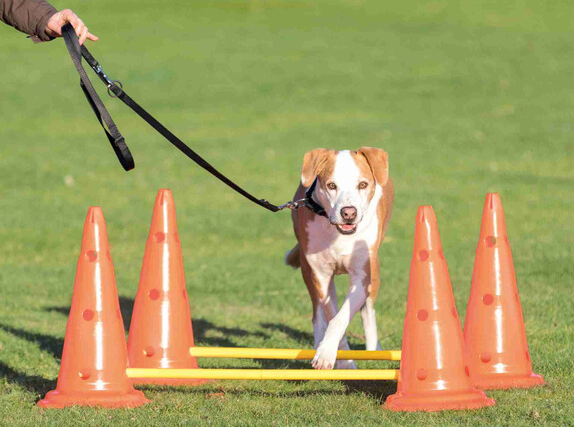 Набір перешкод для собак Trixie Dog Activity (Тріксі)  30х50см/100см 4 конуса 2 перекладини Запоріжжя - фото 2