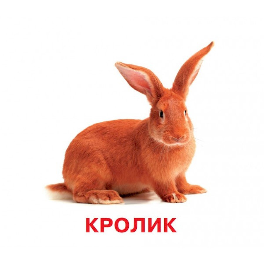 Розвиваючі картки для дітей Домашні тварини J012yD, 18 картинок Вінниця - фото 2