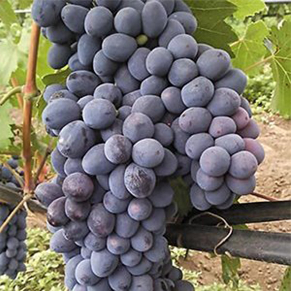 Саженцы винограда Чарли (черенкованный) - 2-летний Черновцы - изображение 2