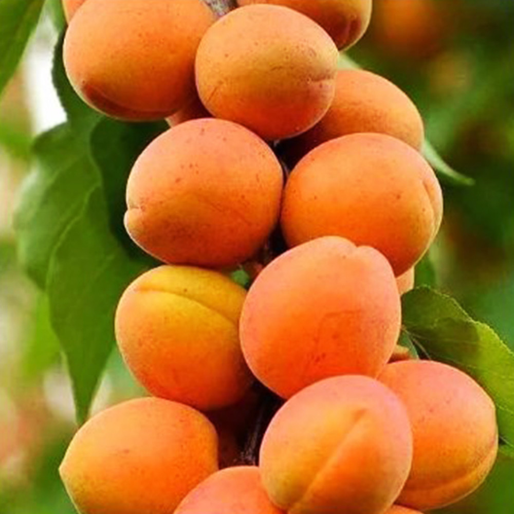 Саженцы колоновидного абрикоса Санни Черновцы - изображение 2