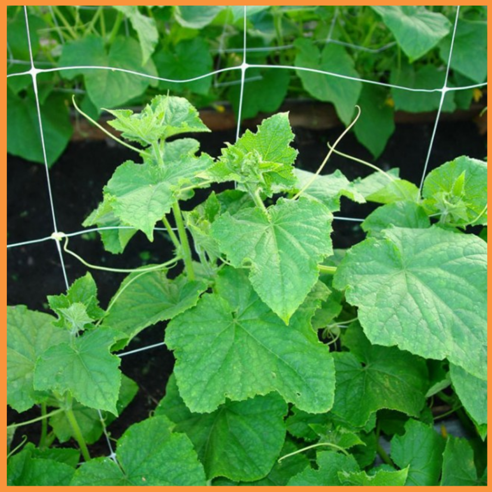 Сетка шпалерная 12,5*12,5 1*500 метров (белая) цветочная сетка Днепр - изображение 4