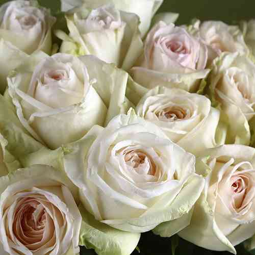 Саженцы роз Вайт Охара (привитый) - 2-летний Черновцы