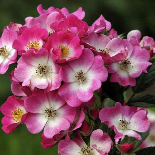 Саджанці троянд Моцарт (привитий) - 2-річний Чернівці