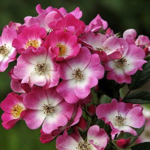 Саженцы роз Моцарт (привитый) - 2-летний Черновцы - изображение 1