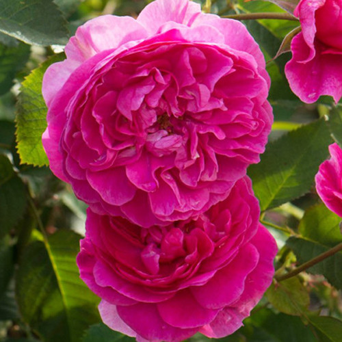 Саженцы роз Сладкий Поцелуй (привитый) - 2-летний Черновцы - изображение 1