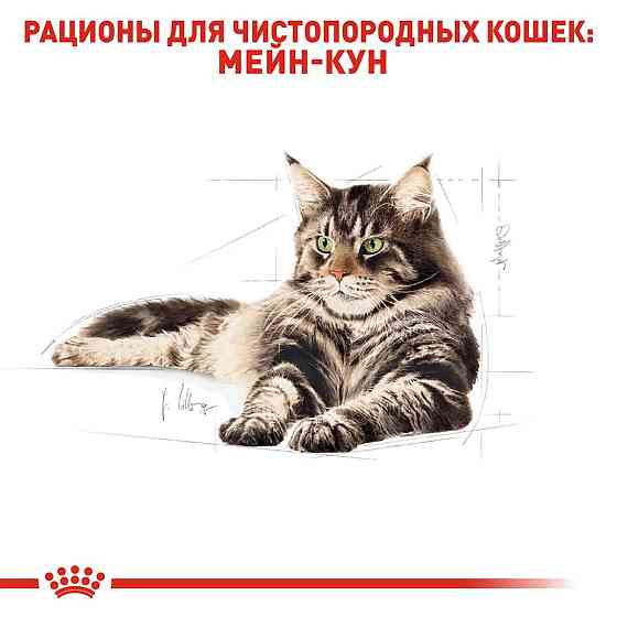 Royal Canin Maine Coon Adult (Роял Канін Мейн Кун Едалт) сухий корм для котів породи мейн-кун від 15 місяців Запоріжжя