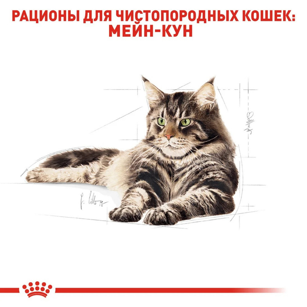 Royal Canin Maine Coon Adult (Роял Канін Мейн Кун Едалт) сухий корм для котів породи мейн-кун від 15 місяців Запоріжжя - фото 5