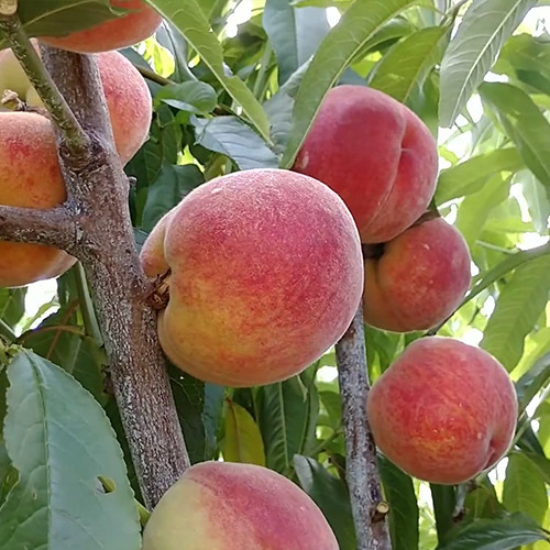 Саджанці персика Харроу Даймонд (привитий) - 1-річний Чернівці - фото 1