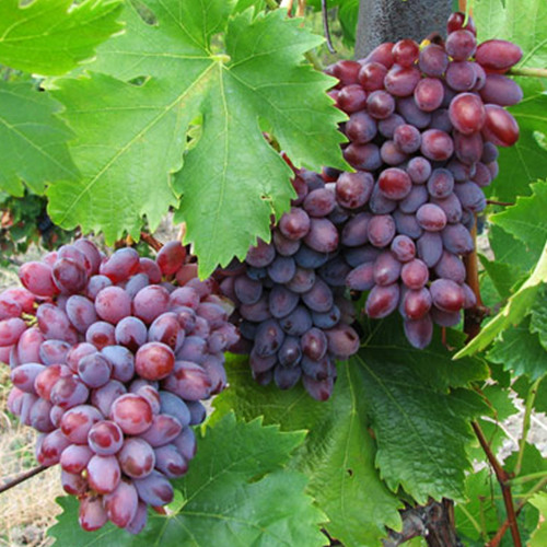 Cаджанці винограду Геркулес (черенкований) - 1-річний Чернівці - фото 1