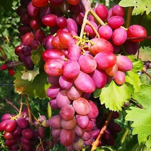 Саженцы винограда Звезды в Шоке (черенкованный) - 1-летний Черновцы