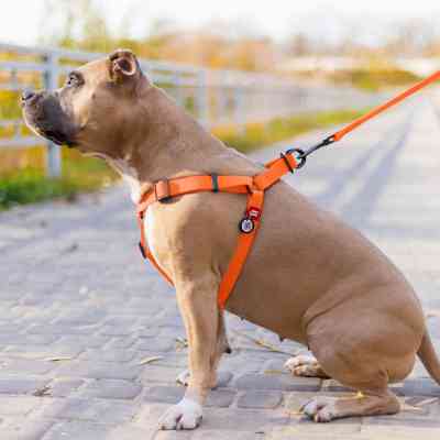 Шлей для собак WAUDOG Waterproof с QR-паспортом S Ш 15 мм Д 40-55 см оранжевая (27644) Винница