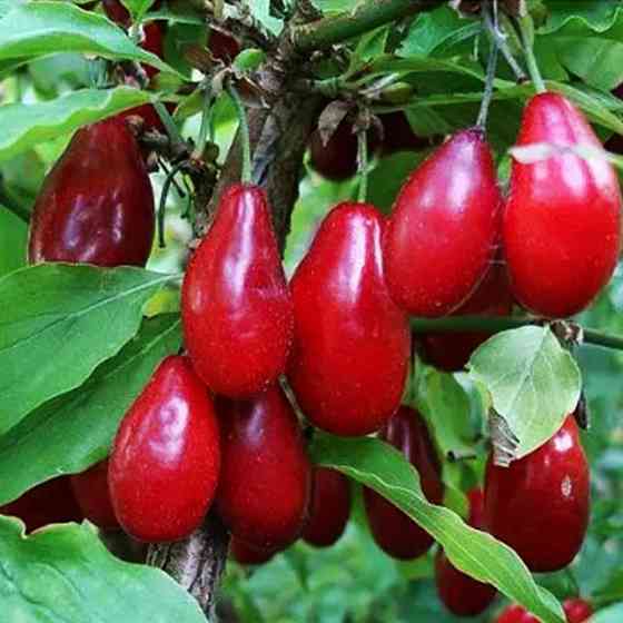 Саженцы кизила Семен - 1-летний Черновцы