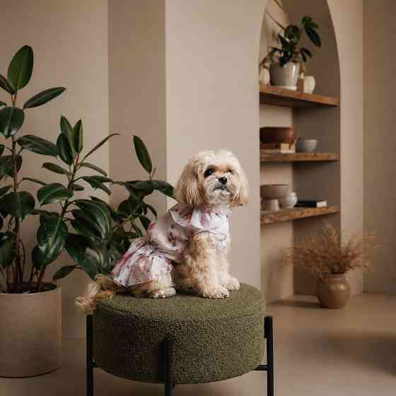 Плаття Pet Fashion Amelia для собак XS Київ
