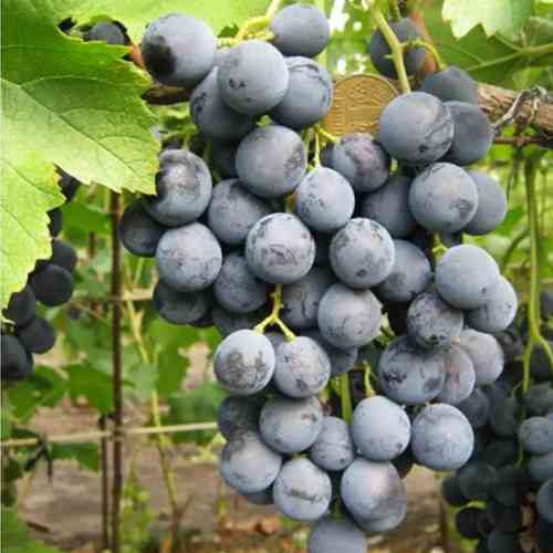 Cаджанці винограду Лівадійський Чорний (черенкований) - 2-річний Чернівці