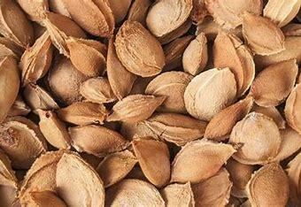 Абрикосовие косточки, 1кг MasterSEM Киев - изображение 1