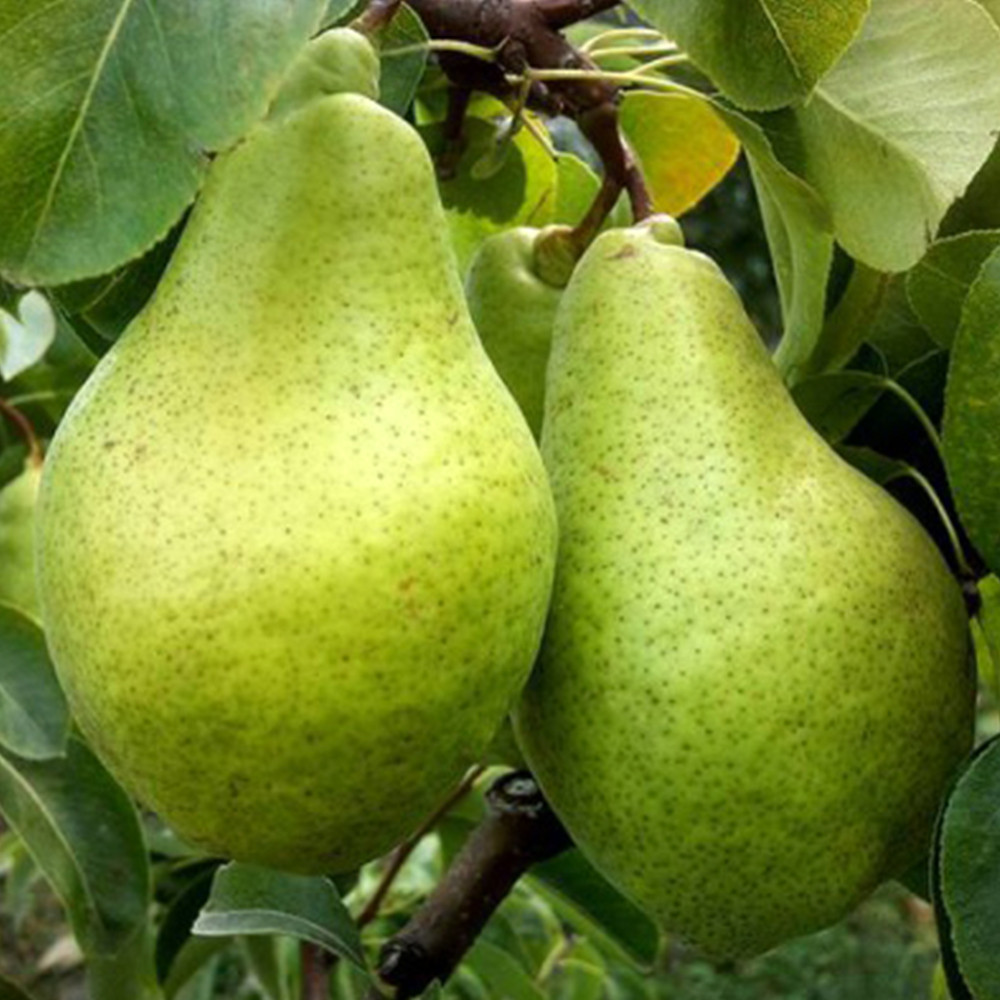 Саженцы груши Ноябрьская (привитый) - 2-летний Черновцы - изображение 1