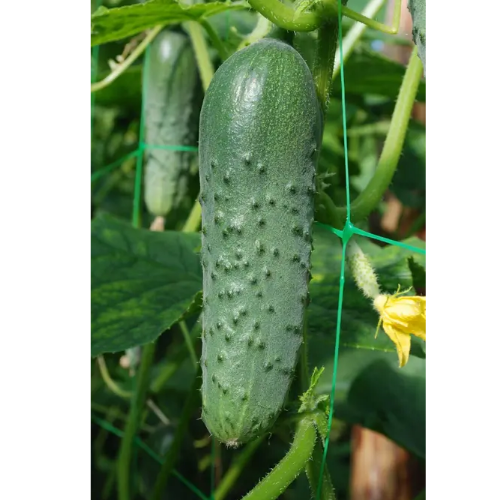 Огірок Маша F1 самозапильний 10шт Професійне насіння Житомир