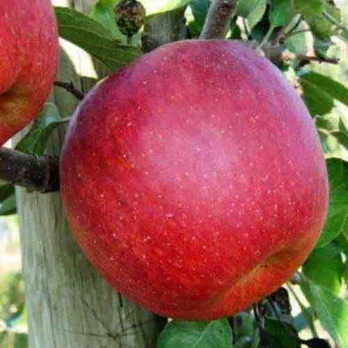 Саженцы яблони Горец (привитый) - 1-летний Черновцы