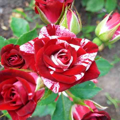 Саженцы бордюрных роз Флэш Найт (привитый) Черновцы