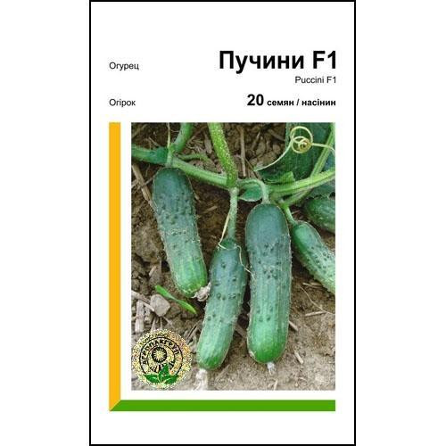Насіння огірка Пучіні F1 10 насінин Rijk Zwaan, Голландія Вінниця - фото 1