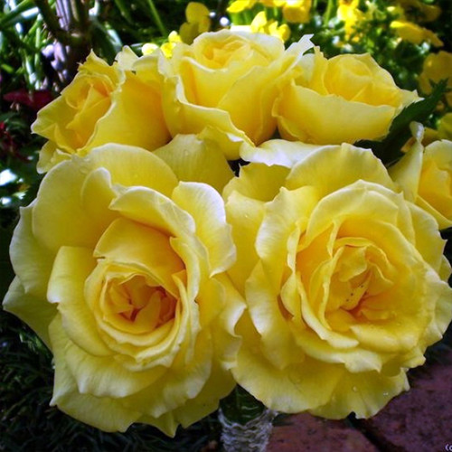 Саджанці троянд Рімоза (привитий) - 2-річний Чернівці - фото 1