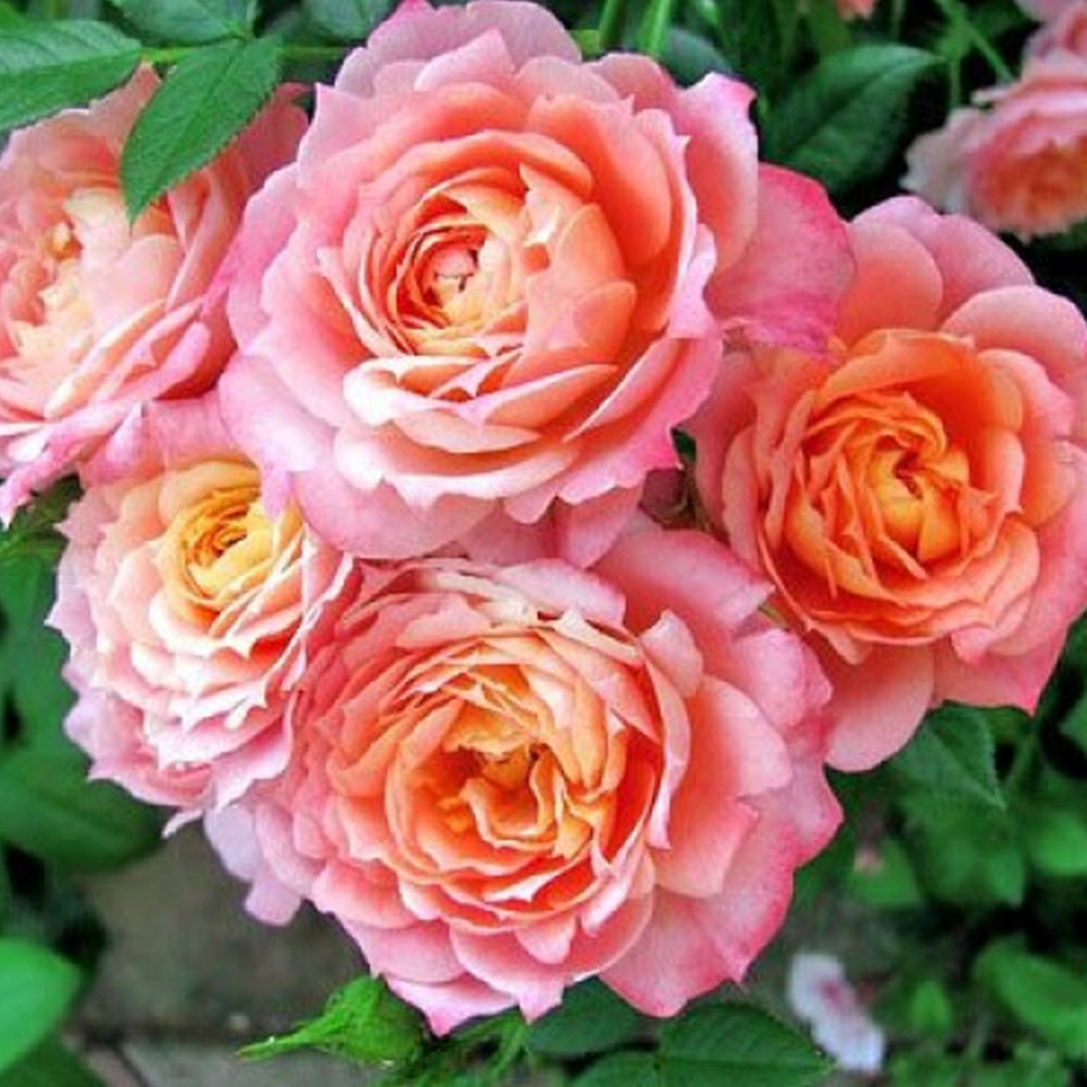 Саджанці троянд на штамбі Бріоза (привитий) Чернівці - фото 3