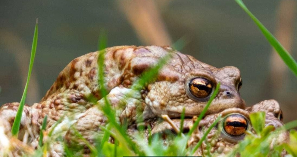 Фотоаппарат Panasonic Lumix DC-FZ82D ( DC-FZ82DE-K) Харьков - изображение 2