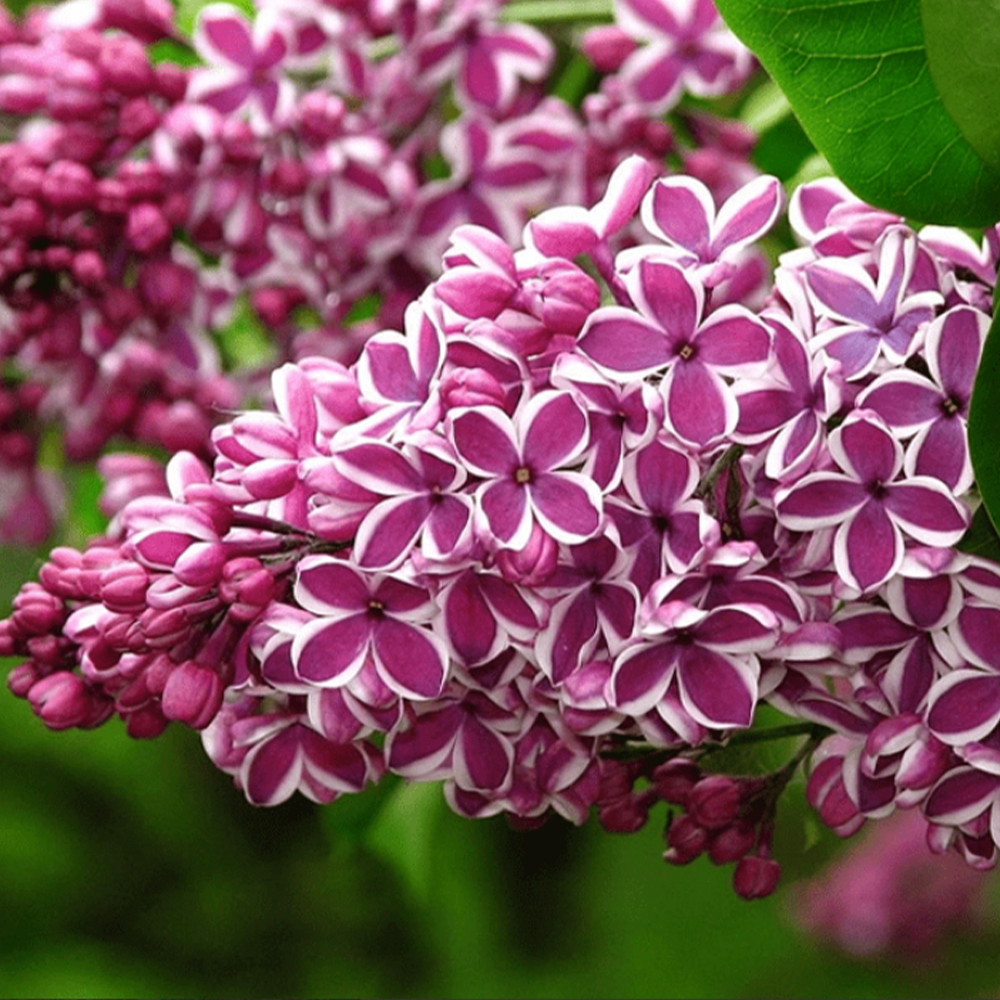 Саженцы сирени Сенсация (привитый) - 2-летний Черновцы - изображение 3