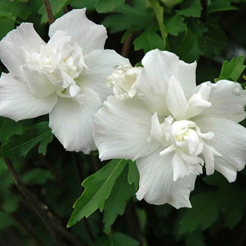 Саженцы гибискуса на штамбе Белый Шифон (черенкованный) - 2-летний Черновцы - изображение 1