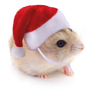 Шапка для хомяка, морской свинки, грызунов Киев - изображение 1