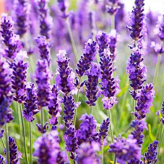 Саженцы лаванды Лондон Блю (черенкованный) - 1-летний Черновцы
