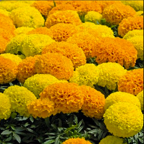 Чорнобривці Купідон низькі 0,2гр WestGard Житомир