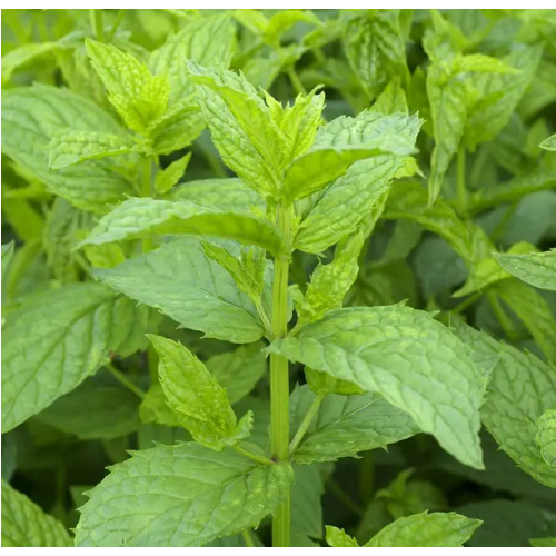 М'ята 1гр Смачний Житомир - фото 1