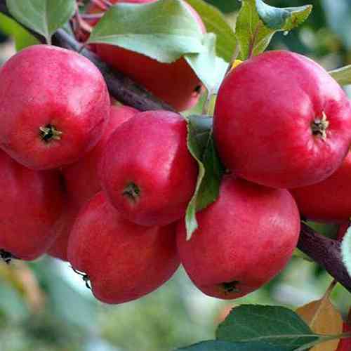 Саджанці яблуні Долго (привитий) - 2-річний Чернівці