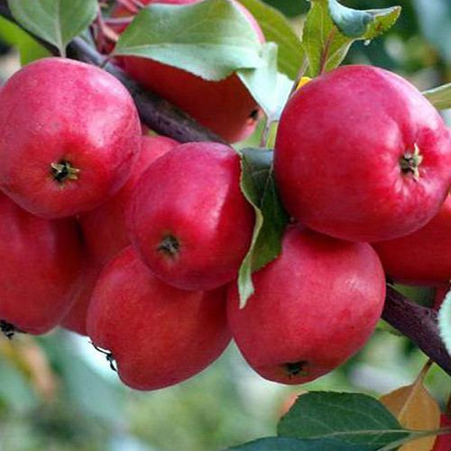 Саженцы яблони Долго (привитый) - 2-летний Черновцы - изображение 1