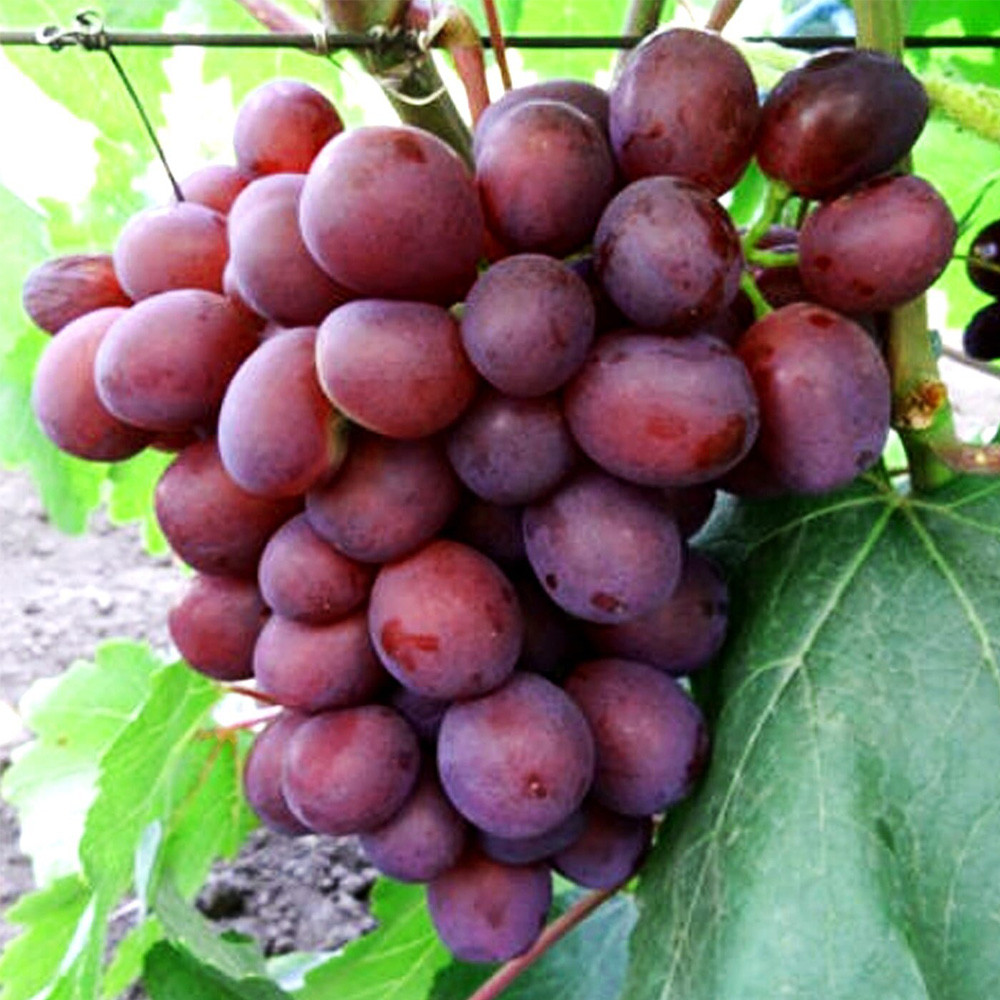 Cаджанці винограду Пам'яті Вчителя (черенкований) - 1-річний Чернівці - фото 2