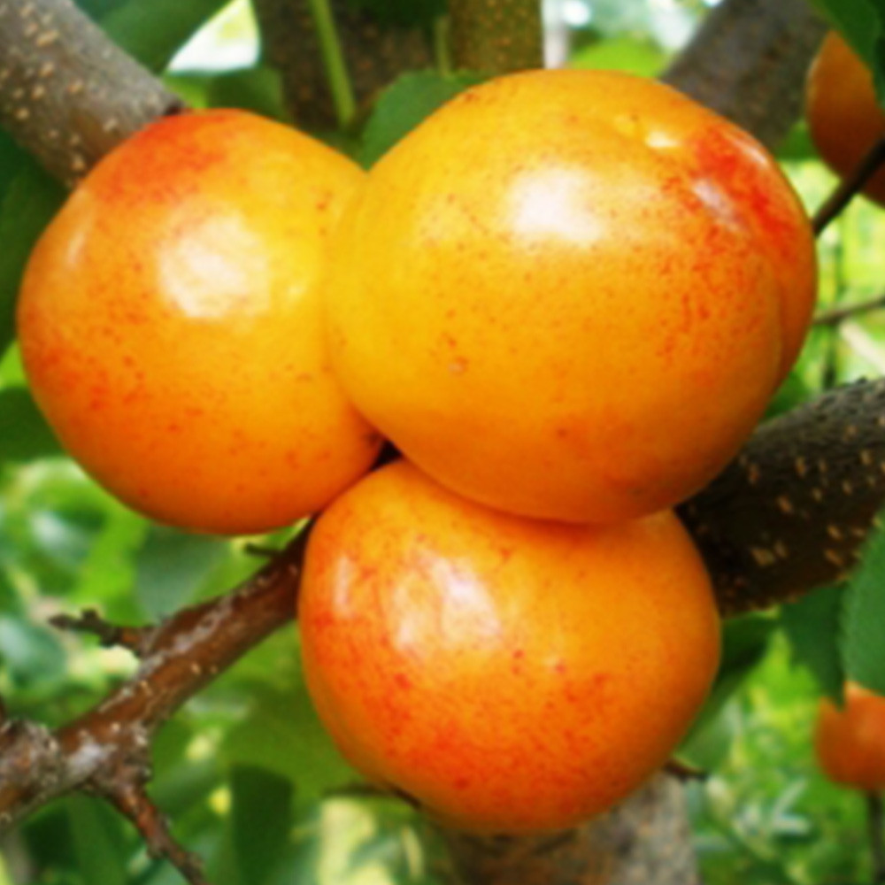 Саженцы плуота Флавор Квин (привитый) - 2-летний Черновцы - изображение 2