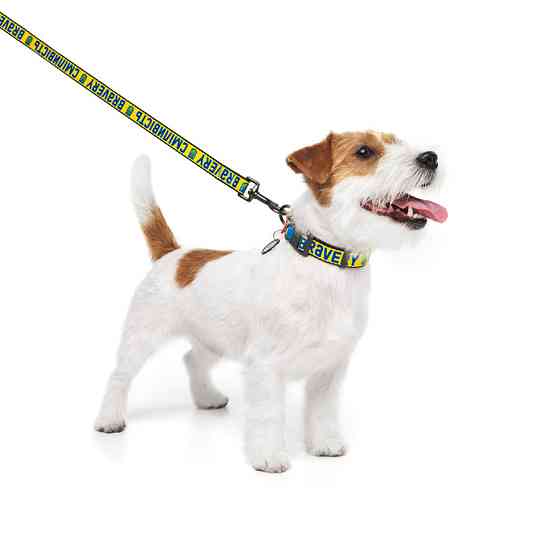 Нашийник для собак нейлоновий WAUDOG Nylon з QR-паспортом, малюнок "Срібність", пластиковий фастекс, S, Ш 15 мм, Вінниця