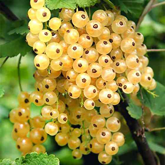 Саджанці смородини на штамбі Імператорська (привитий) - 2-річний Чернівці